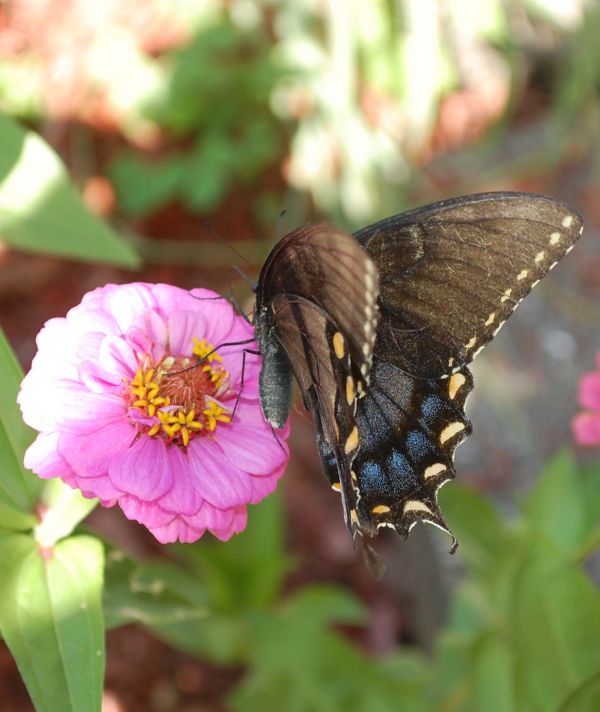 Care of Creation